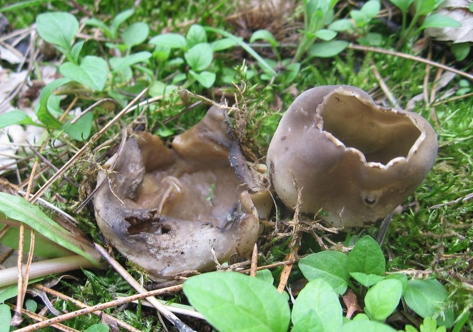 Helvella leucomelaena